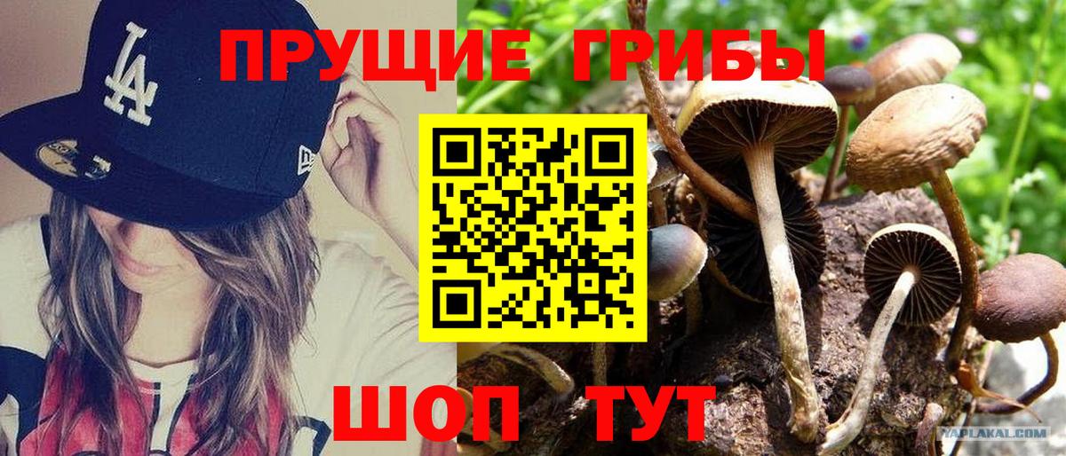 Галлюциногенные грибы Magic Shrooms  Вход с VPN  Будённовск 